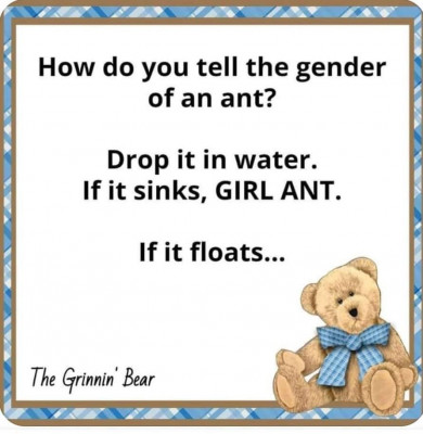 ant.jpg